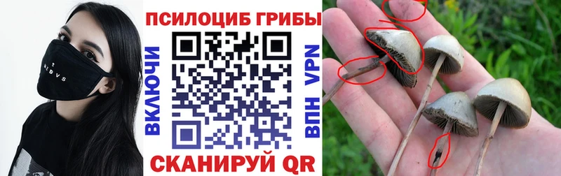 Псилоцибиновые грибы мухоморы  Камень-на-Оби 